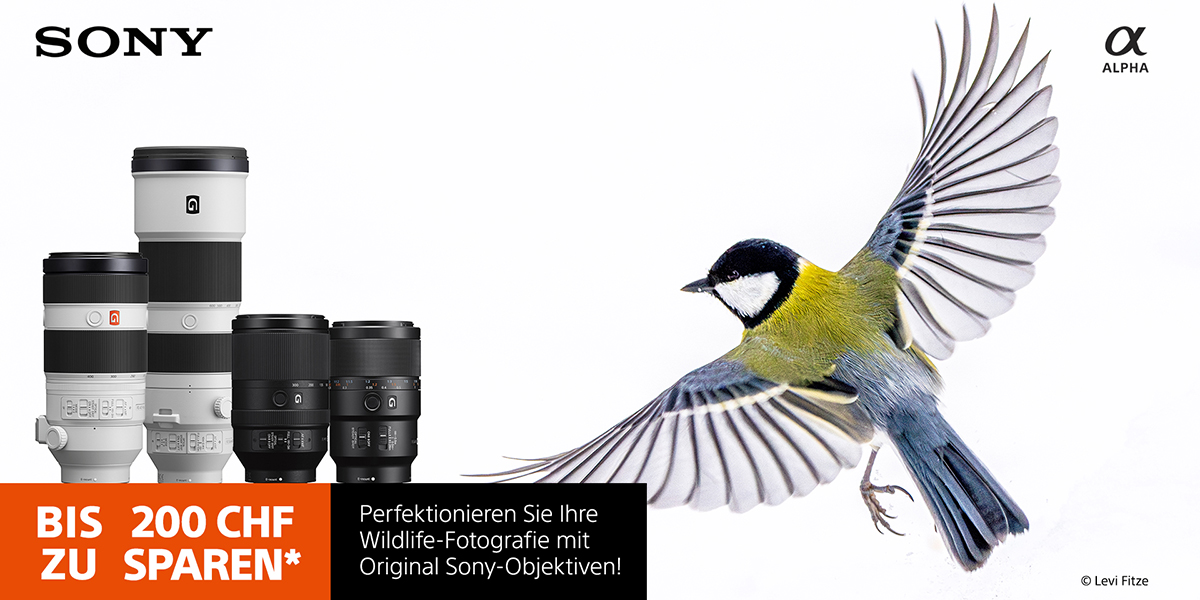 Sony Marco Wildlife Objektiv Aktion